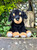 Cuddle Cub Rottie Dog